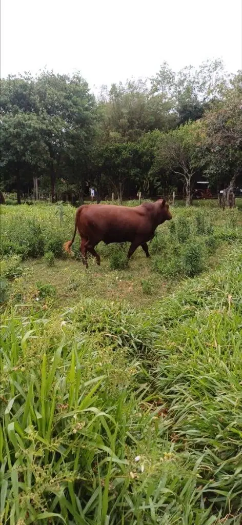 VENDO ESTANCIA GANADERA EN VILLETA