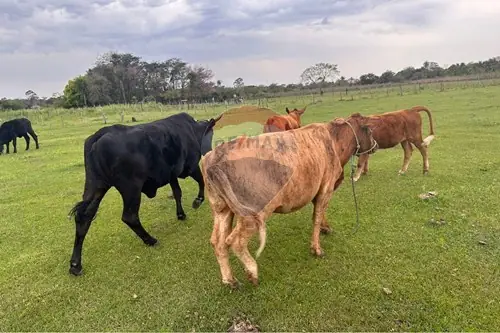 en venta en Benjamín Aceval